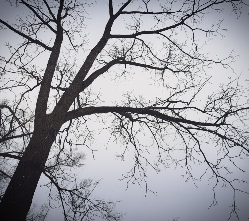 Black Walnut Tree On A Gray Day - thetemenosjournal.com