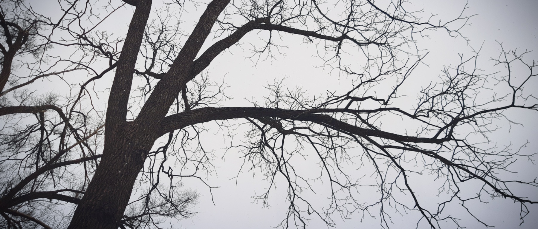 Black Walnut Tree On A Gray Day - thetemenosjournal.com