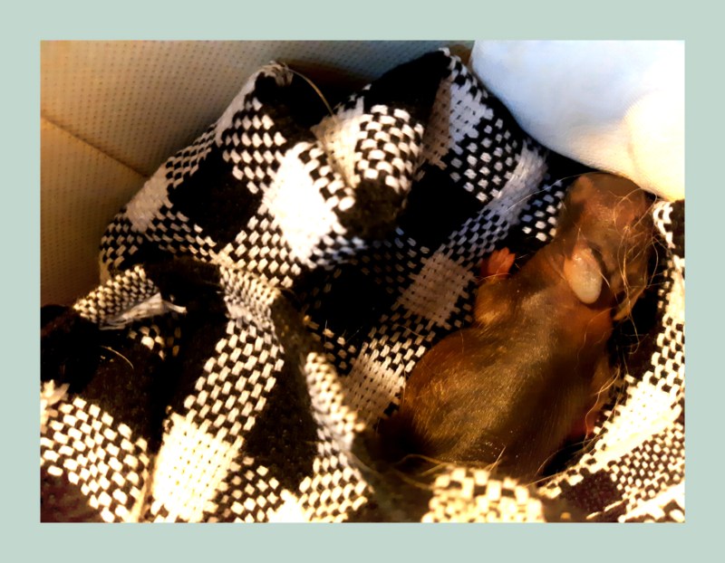 Baby Squirrel snuggled up in a hat box