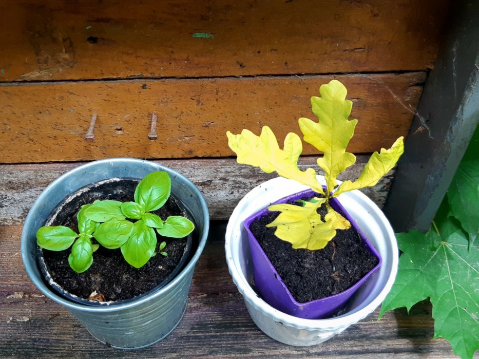 Oak Tree seedling on right, Basil on the left