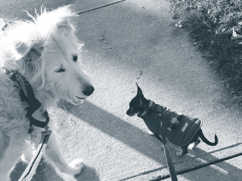big dog and small dog go for a walk together
