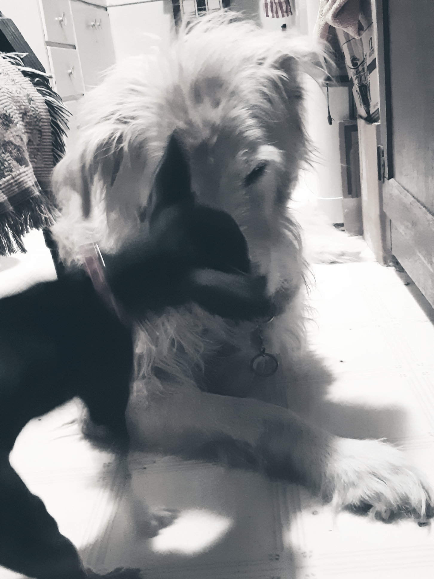 Chihuahua & Big Golden dog at play