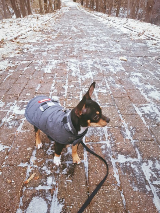 Chuhuahua puppy on brick walk down to park