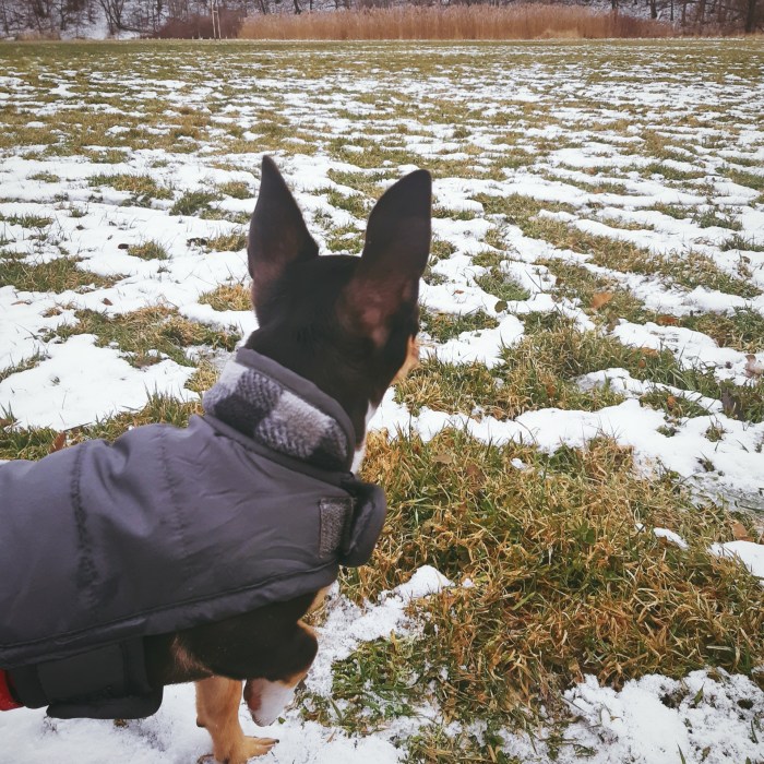 Chihuahua puppy on a snowy field