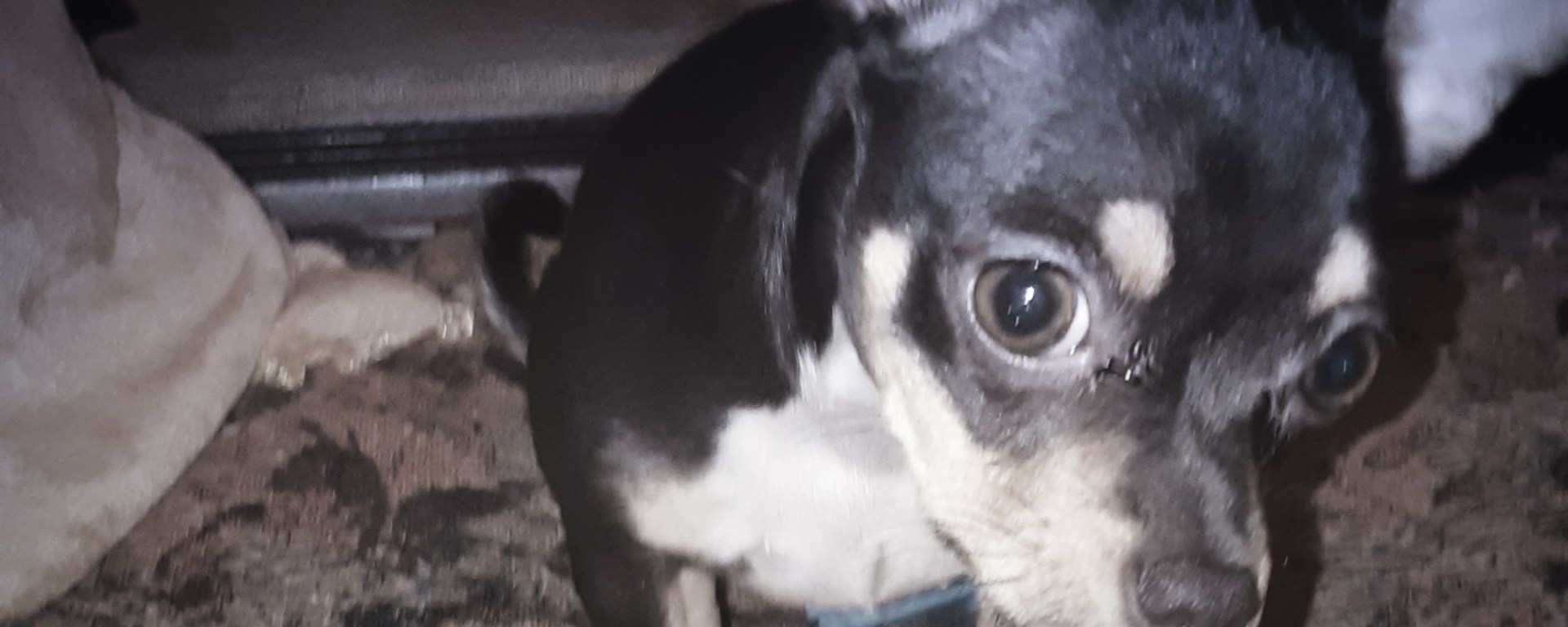 Chihuahua Puppy looking at the camera