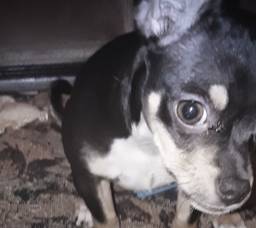 Chihuahua Puppy looking at the camera