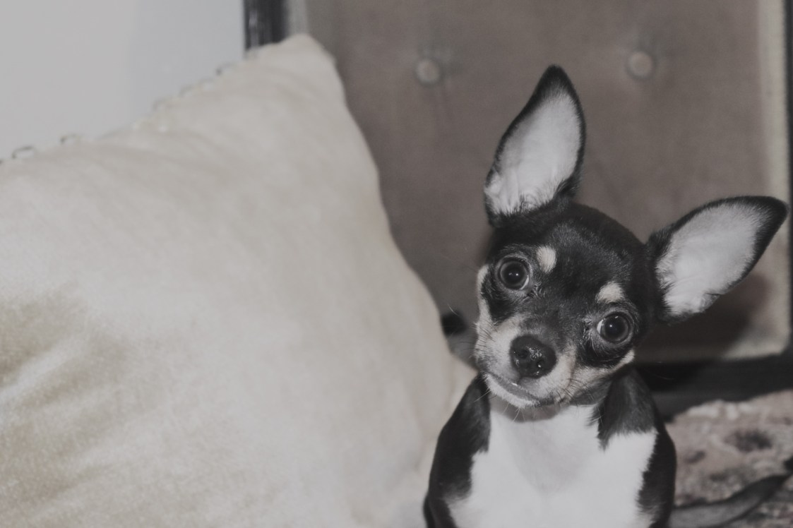 Cutey pie Chihuahua