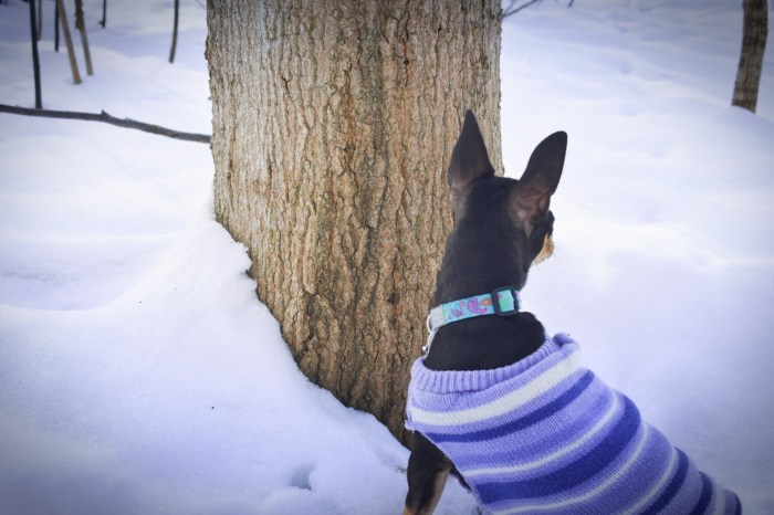Chihuahua in the snow in purple sweater