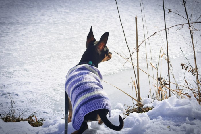 Chihuahua in the snow