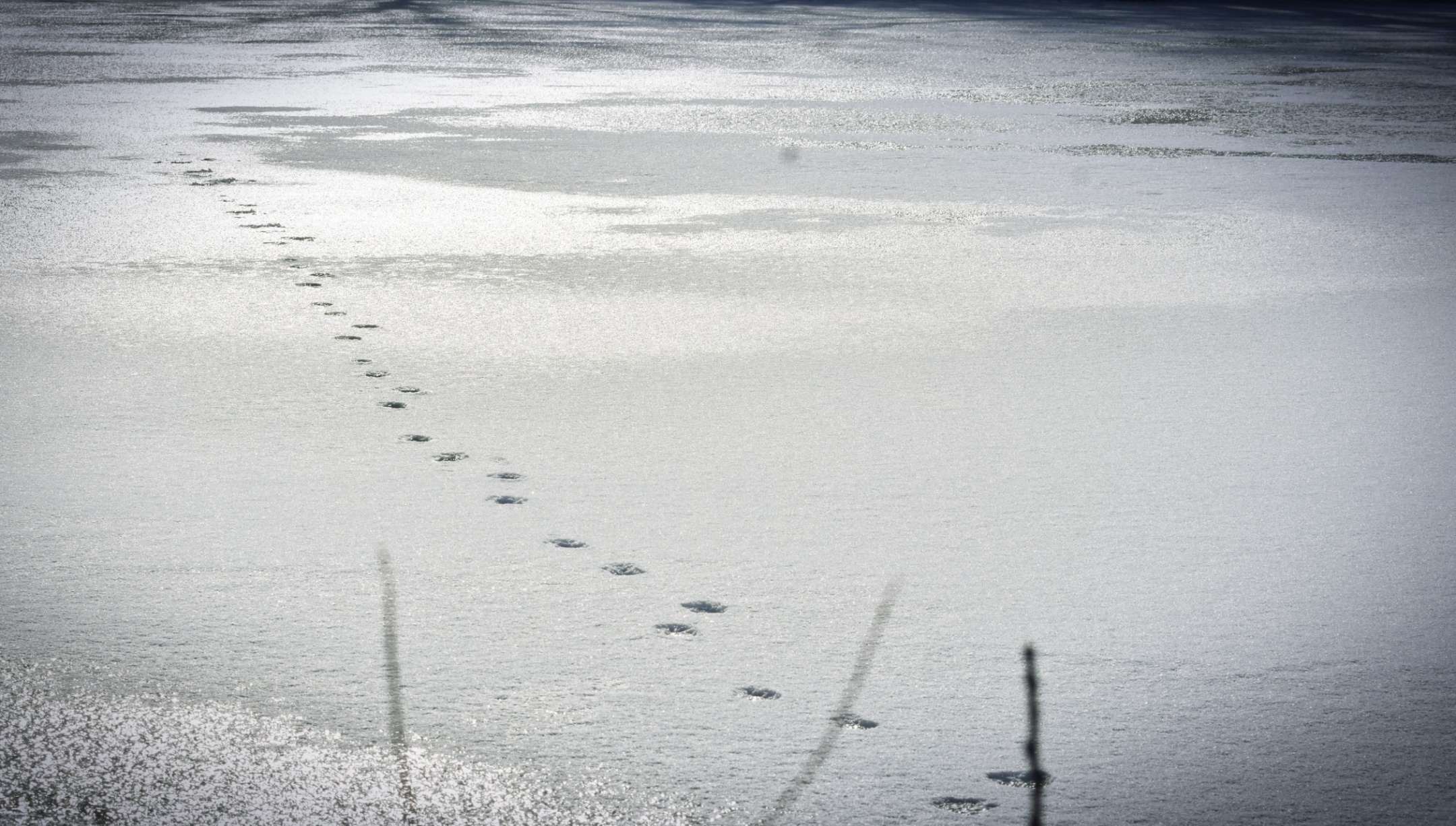 foot prints thru the snow