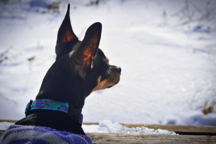 Headshot of Chihuahua
