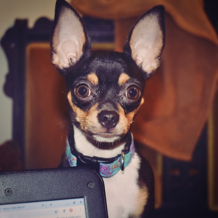 Pika peeking over my laptop