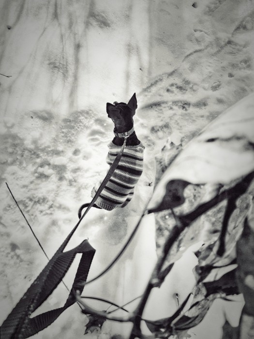 a chihuahua in winter