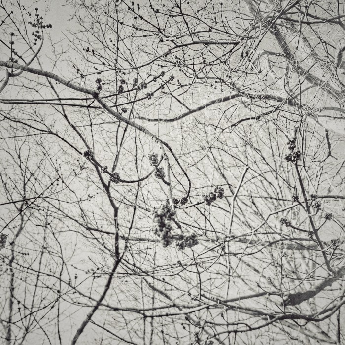 abstract branches