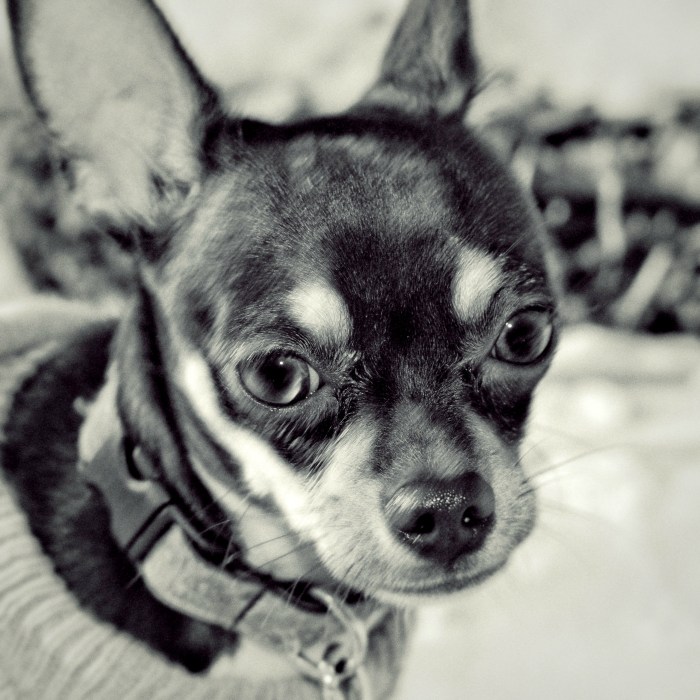 Pika portrait in black and white