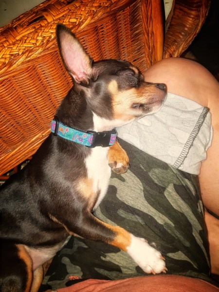 Chihuahua asleep on my lap
