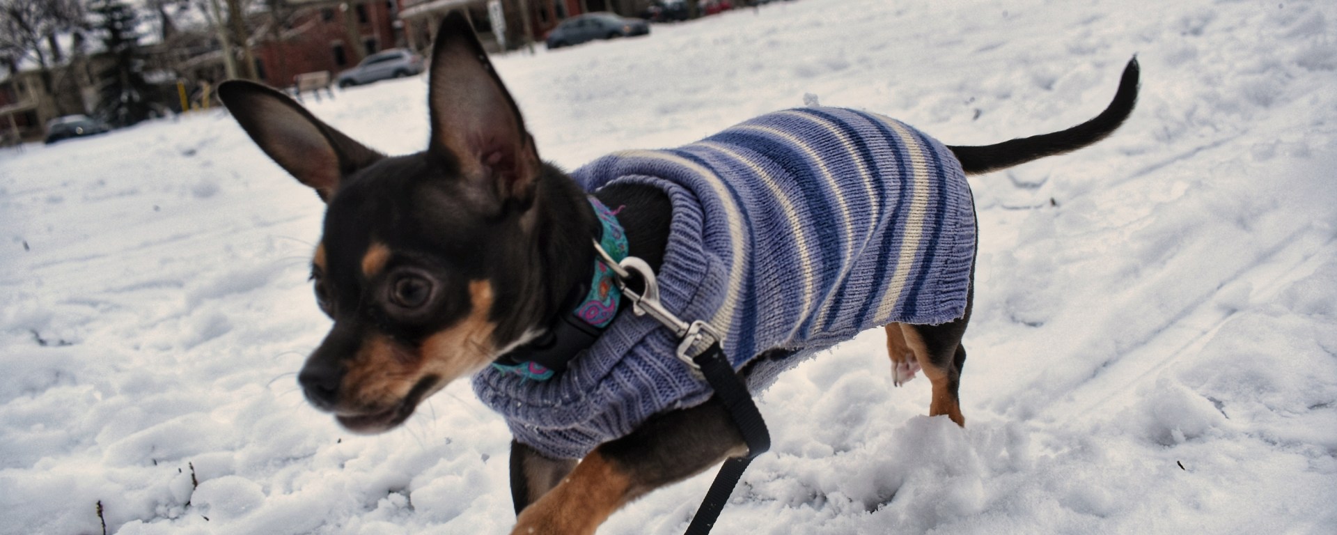 Chihuahua running in the snow wearing a sweater