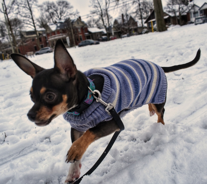 Chihuahua running in the snow wearing a sweater