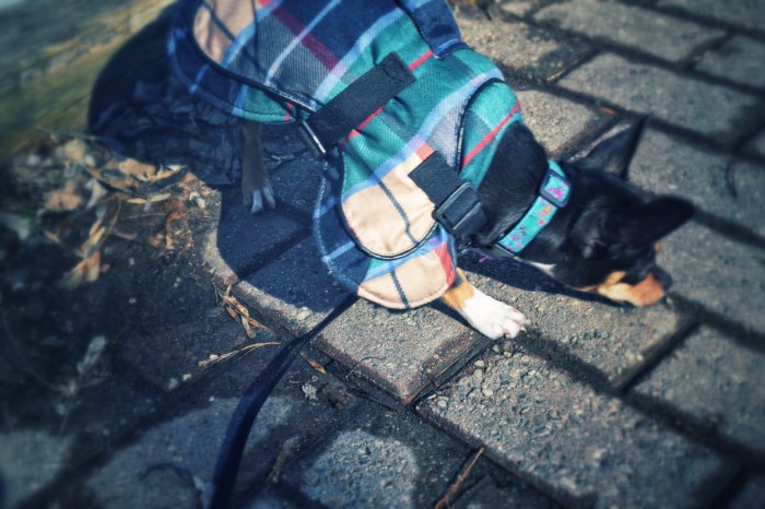 Chihuahua in her winter coat