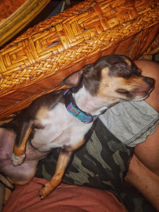 Puppy sprawled out sleeping on my lap