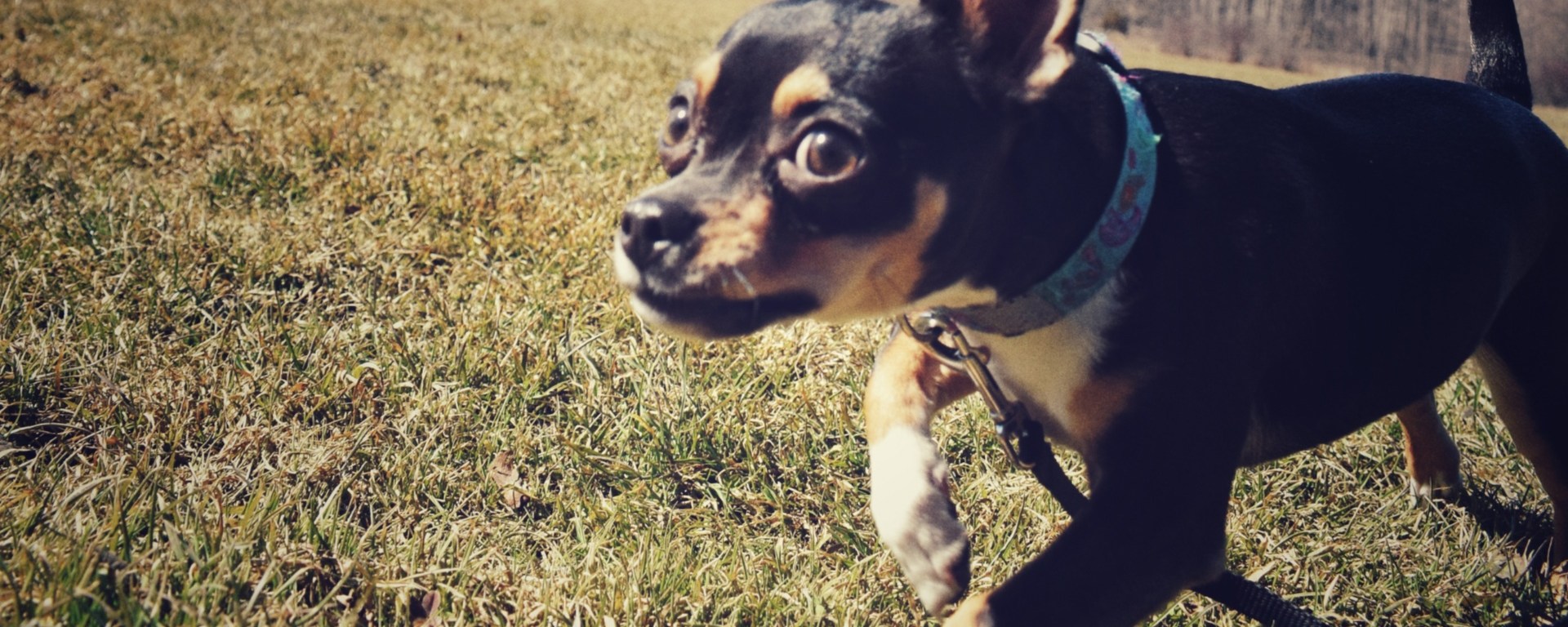Chihuahua puppy running with crazy look in her eye