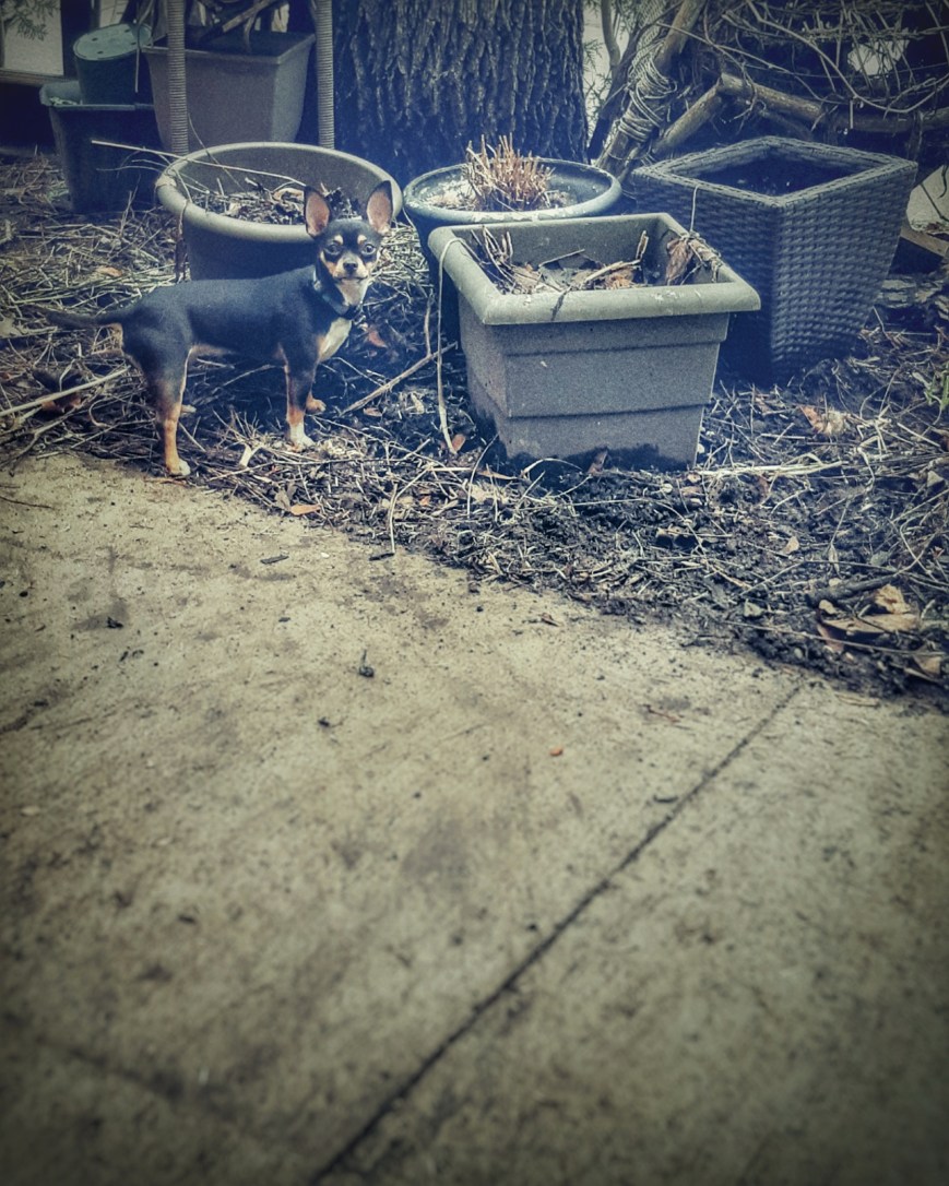 So Mom, Let Me Tell Ya Bout The Great Arachnid Hunter And Other Pleasing Anecdotes For Fear