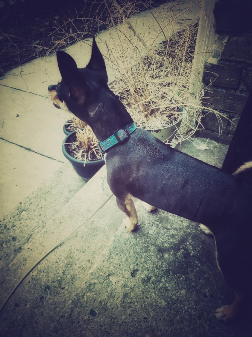 A Strange Kinda Freedom In Lockdown, And A Puppy Dog On Guard For Me