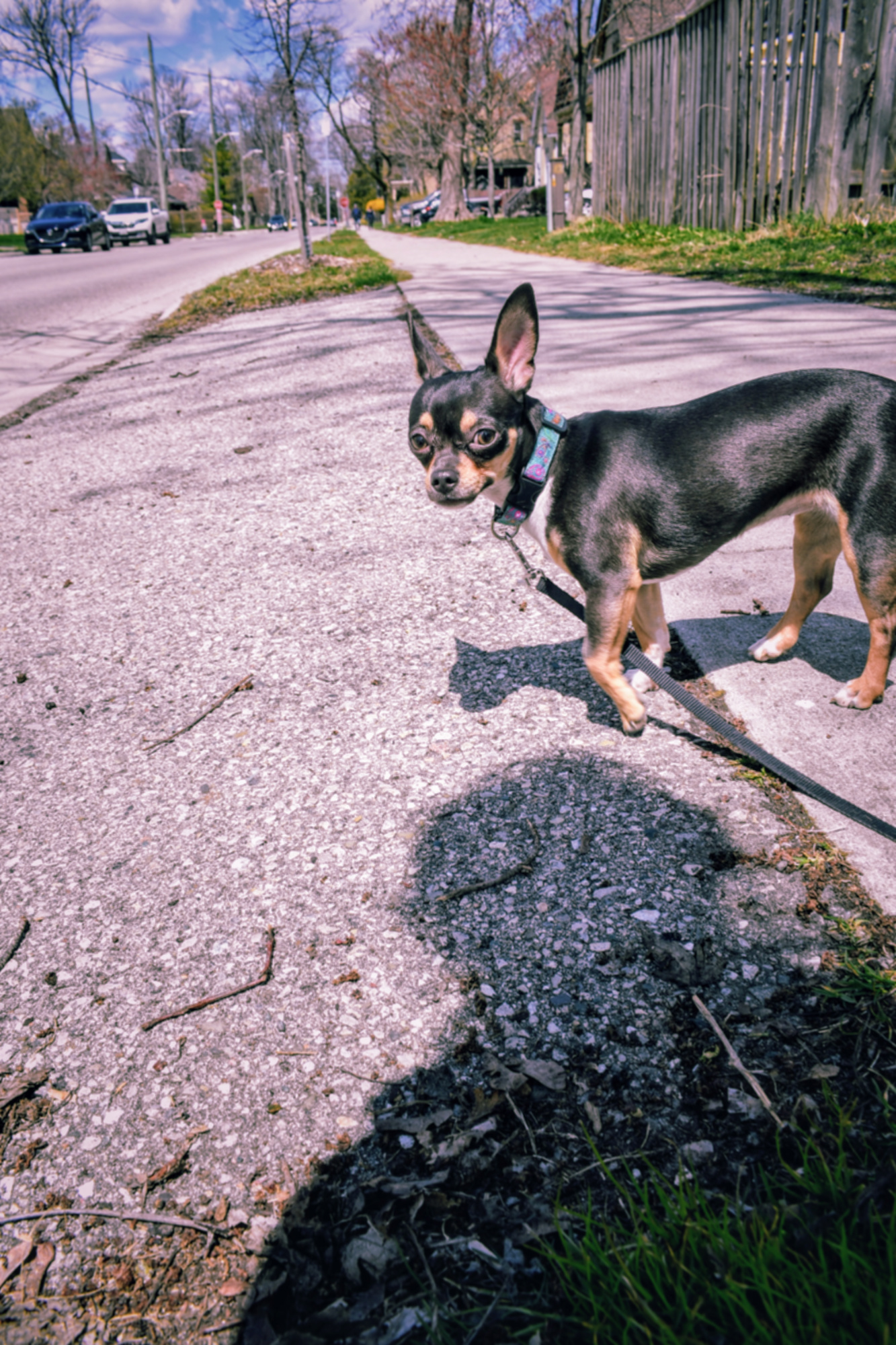 Chihuahua on the sidewalk