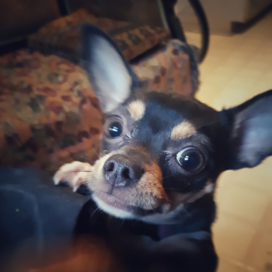 Musings On The Misguided Buying Habits Of The Tea Deprived