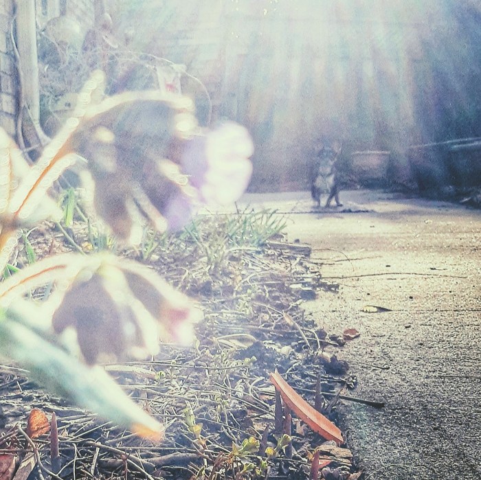 little doggy in the garden with light streaming down