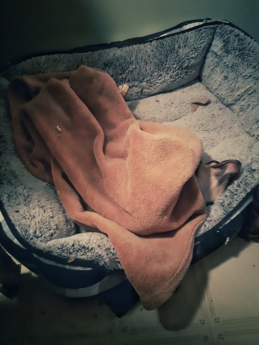 puppy asleep under a blankie