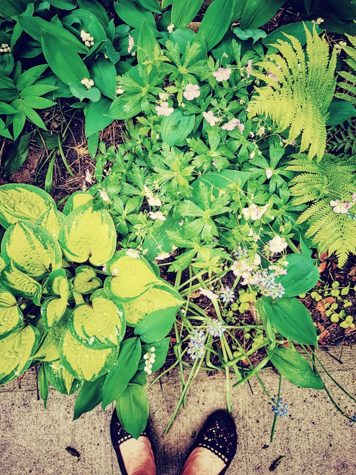 me and my garden spring 2020