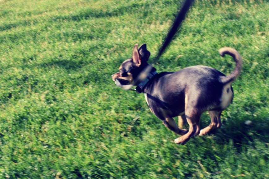 Nurturing Good Doggy Manners With A Taoist Flow