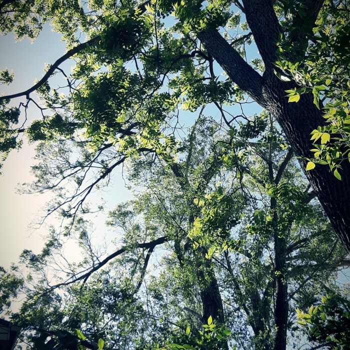 my garden spring 2020