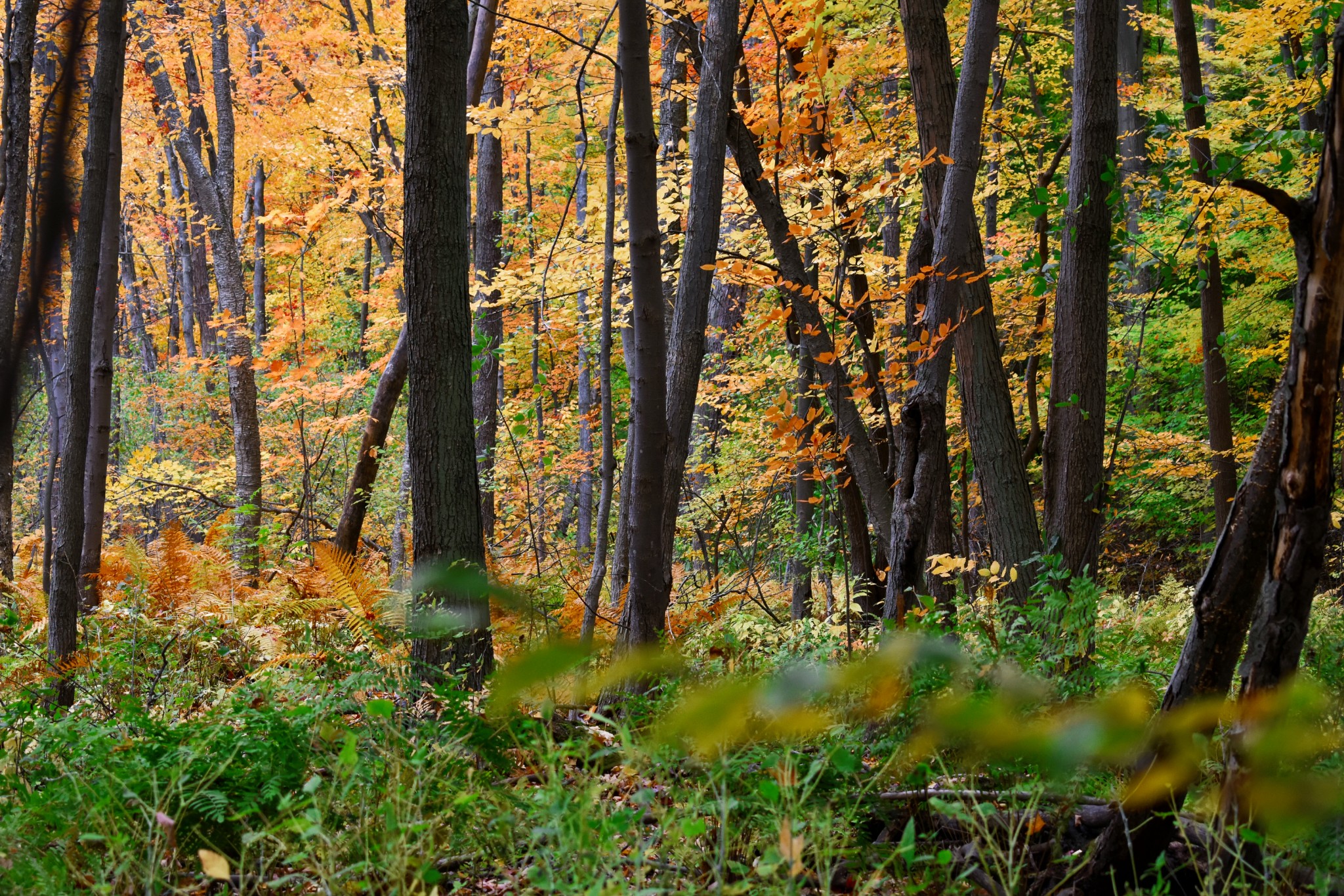 Westminster Ponds In Autumn