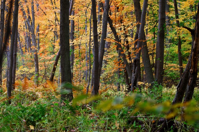 Westminster Ponds In Autumn
