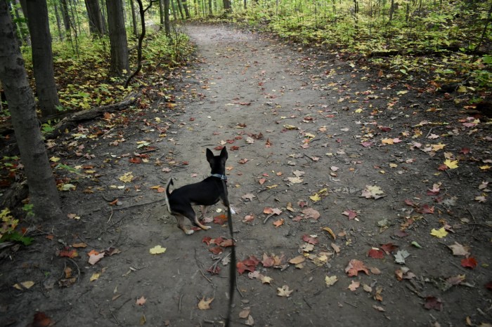:Pika At Westminster Ponds