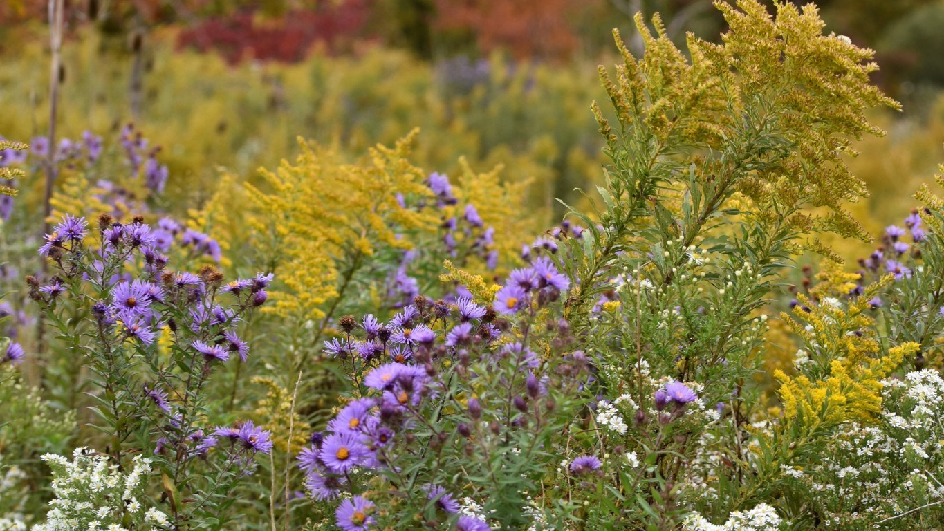 Meadow At Westminster Ponds