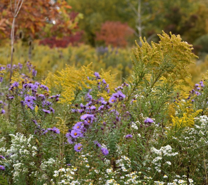 Meadow At Westminster Ponds