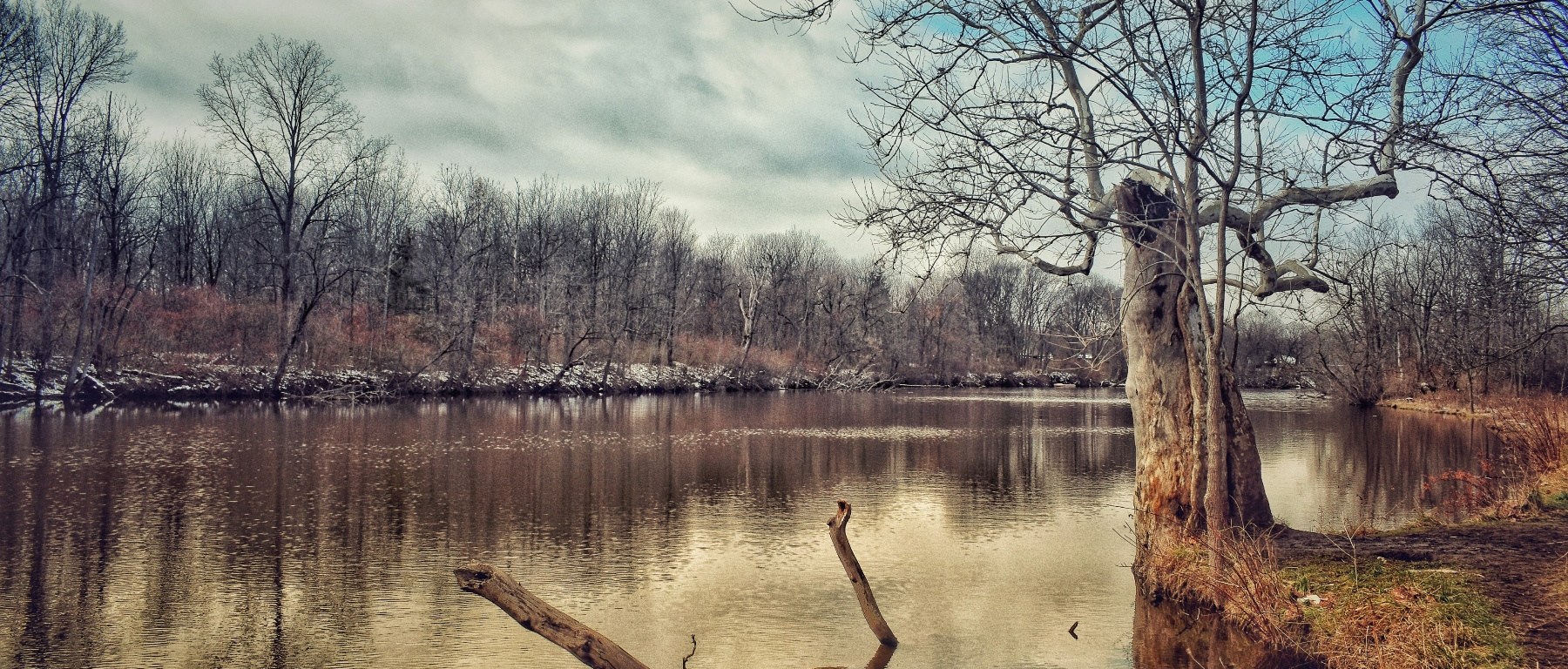 Sycamore tree at edge of pond