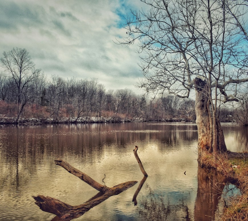 Sycamore tree at edge of pond