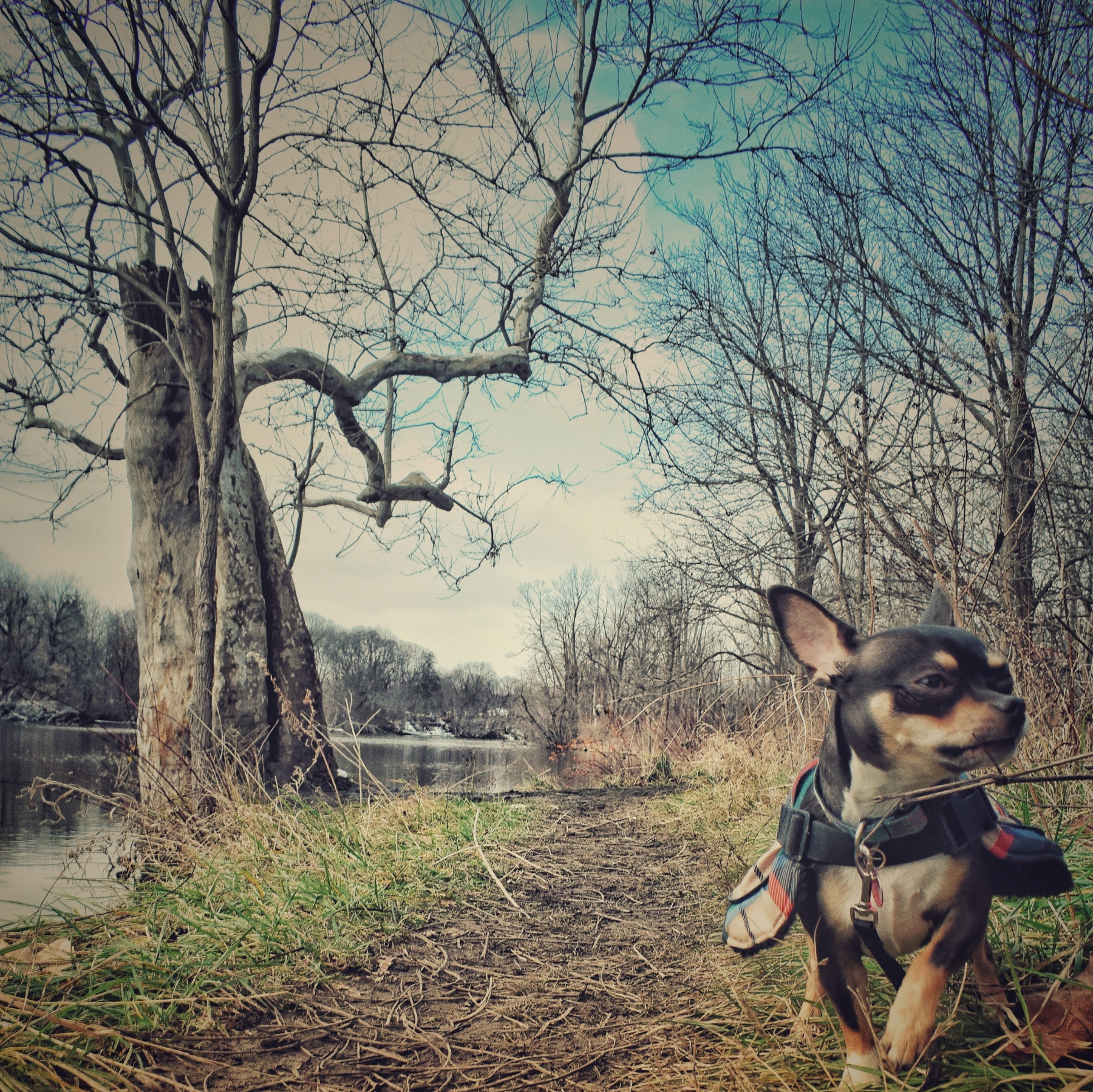 Pika near the Sycamore Tree
