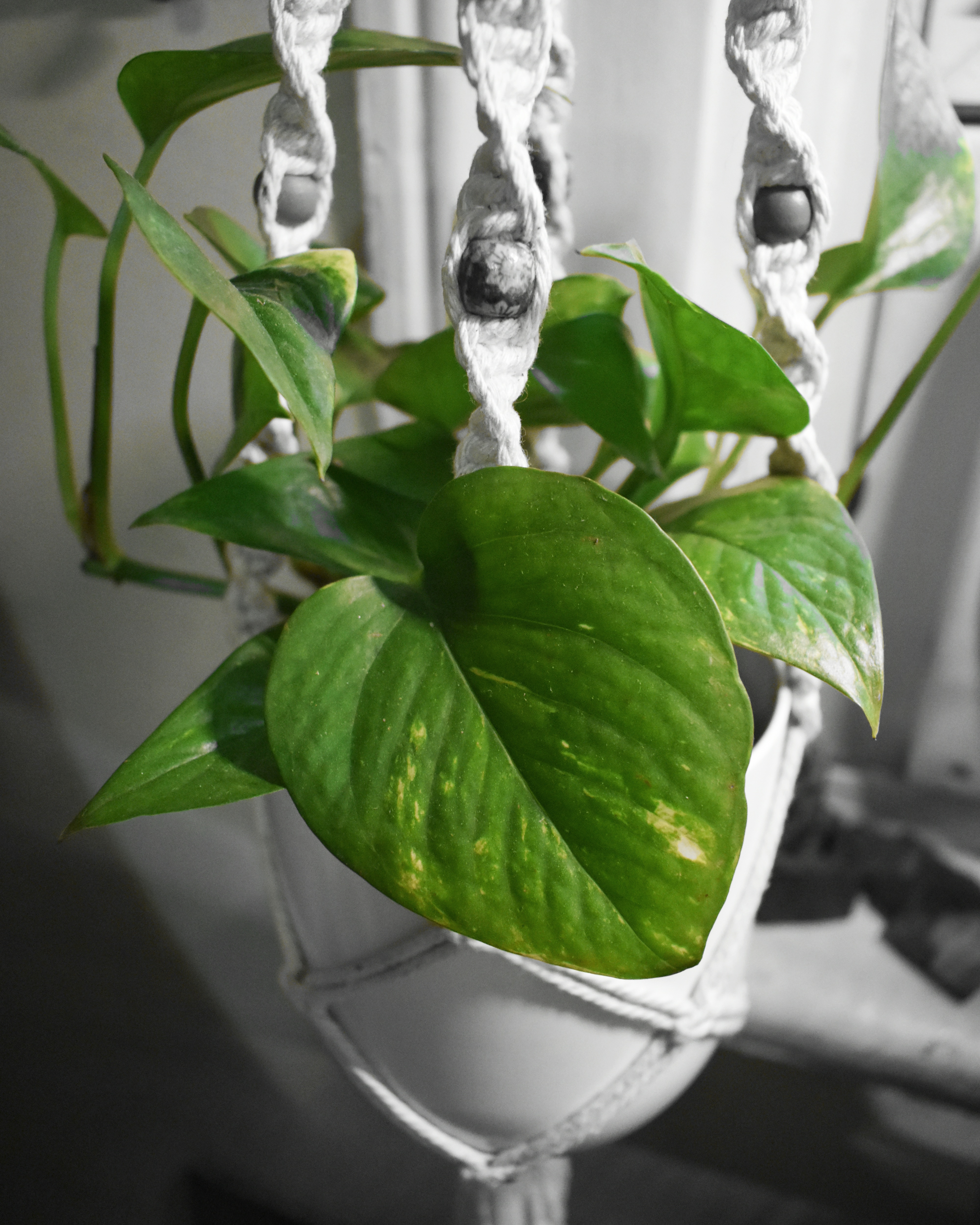 Golden Pothos