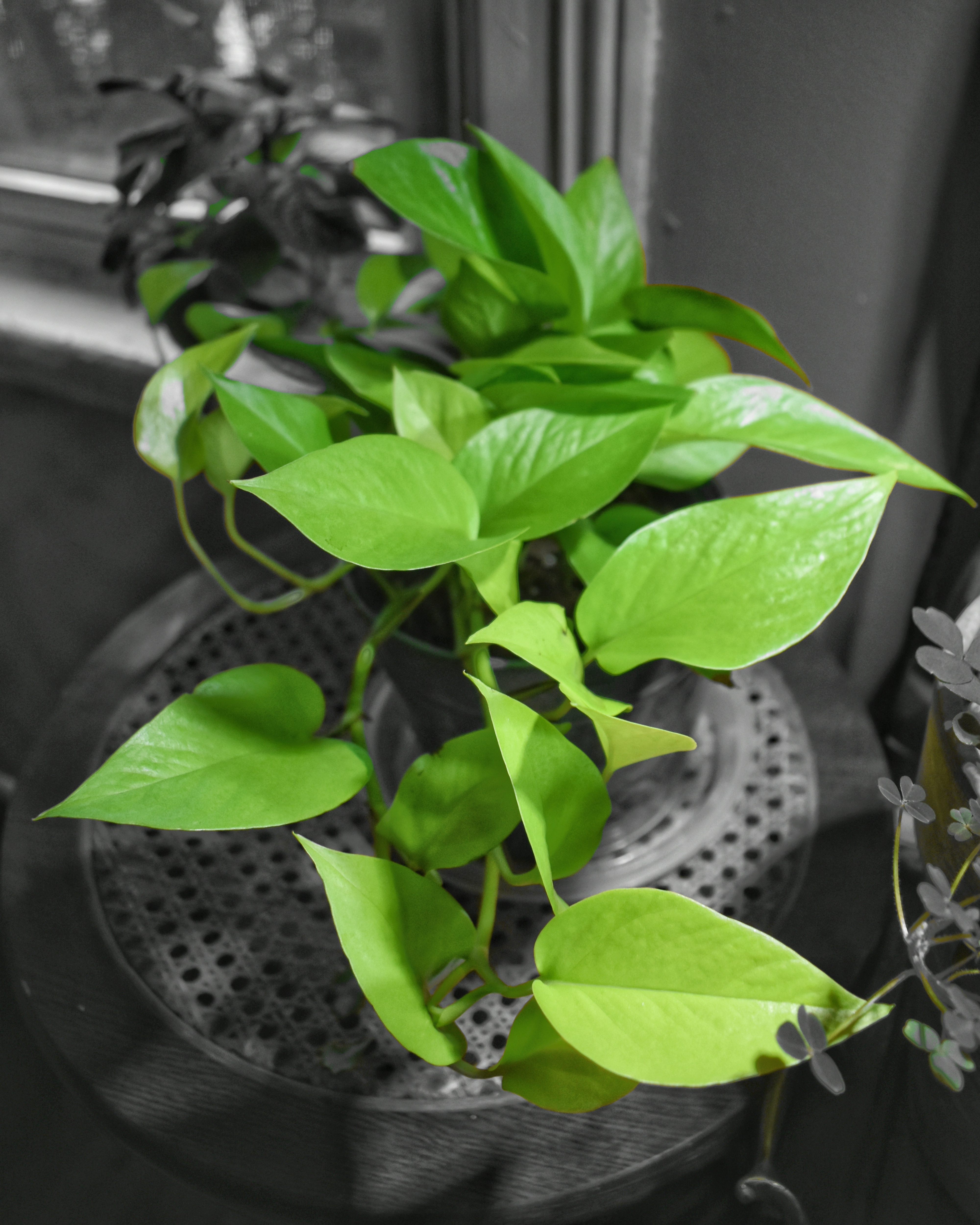 Neon Pothos on antique wicker inlay stand.