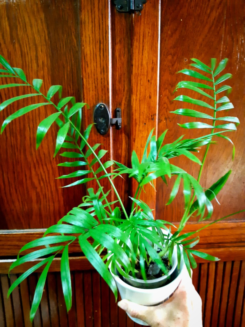 graceful lush green Parlour Palms