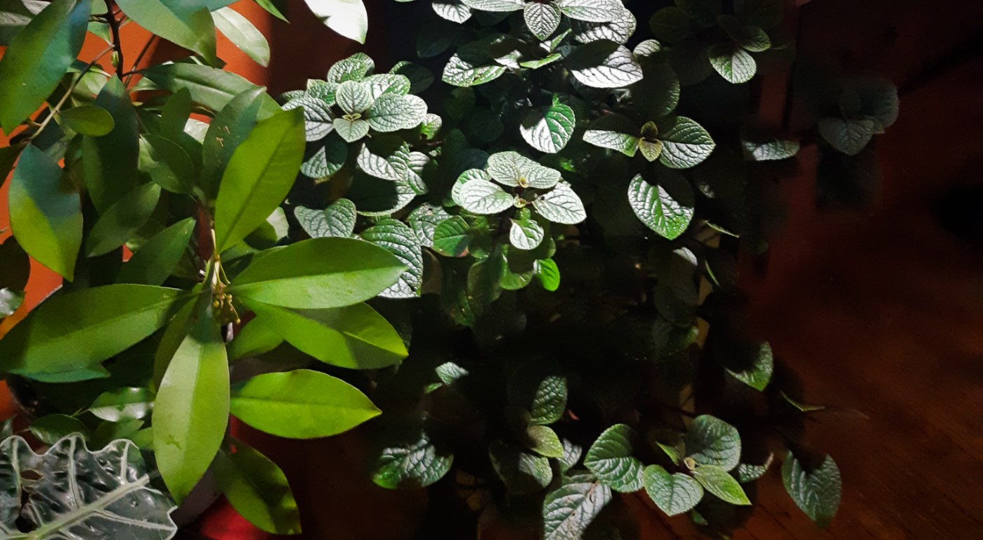 Purple Swedish Ivy - scallop leaves, dark green, big and lush