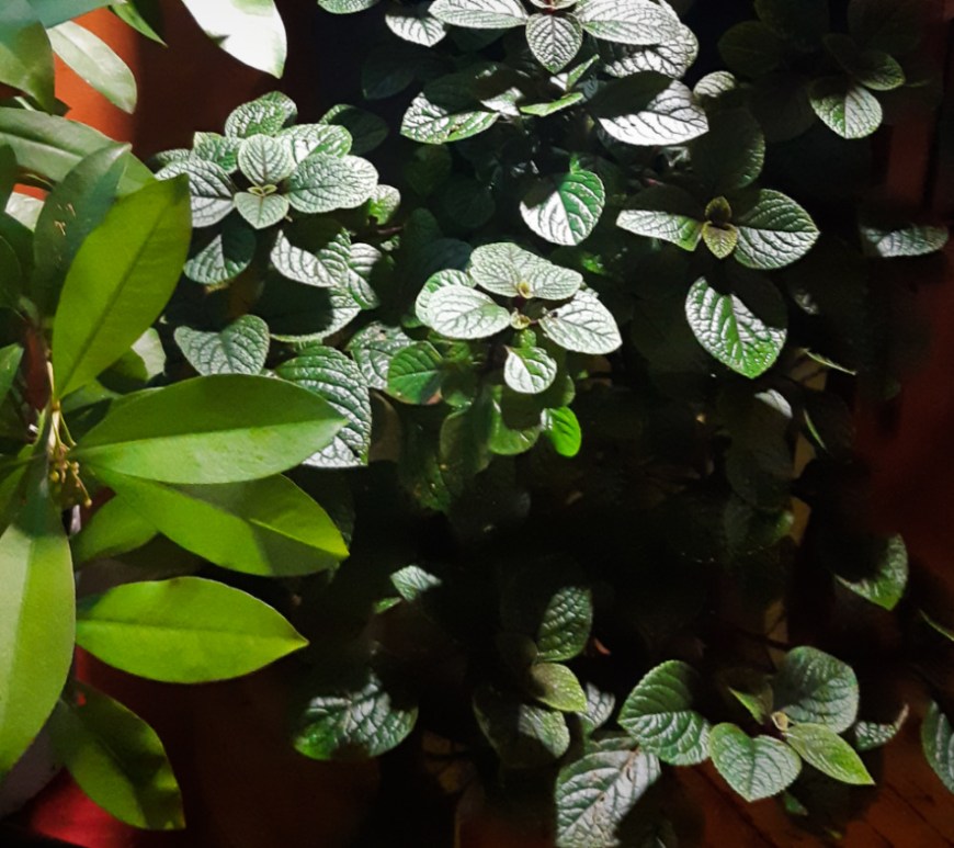 Purple Swedish Ivy - scallop leaves, dark green, big and lush