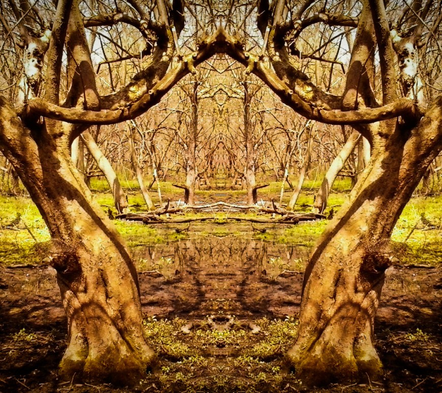 The Golden Apple Grove