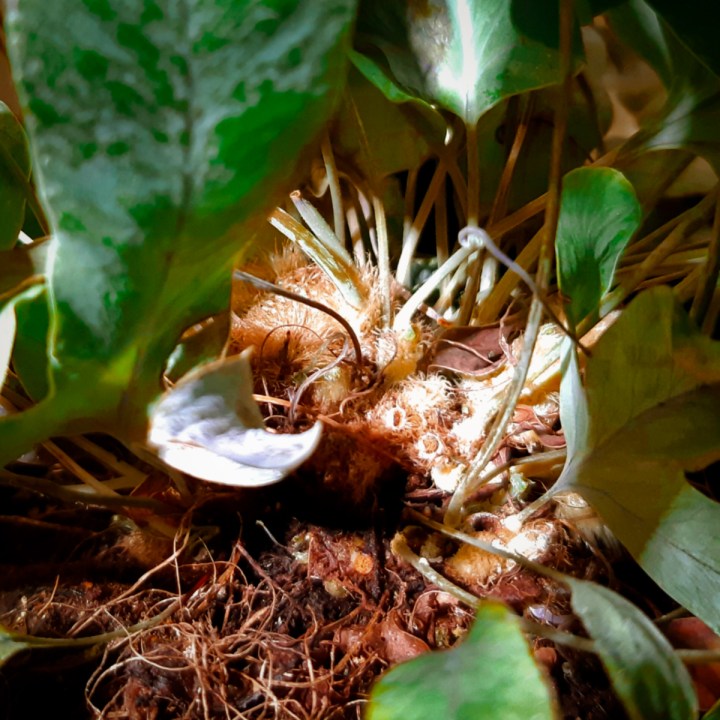 Fluffy golden rhizomes of Blue Star Fern